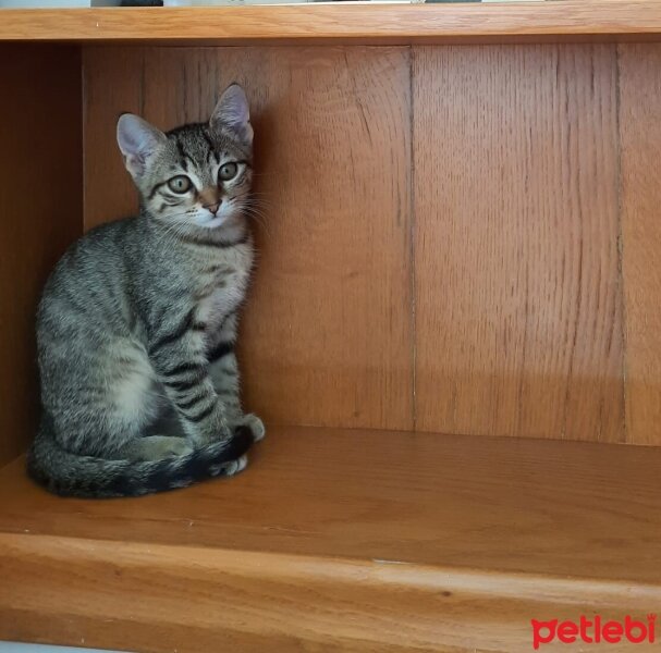 European Shorthair, Kedi  Hermes fotoğrafı