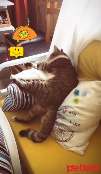 Tekir Kedi, Kedi  Bıdık? fotoğrafı
