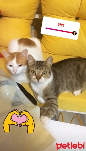 Tekir Kedi, Kedi  Bıdık? fotoğrafı