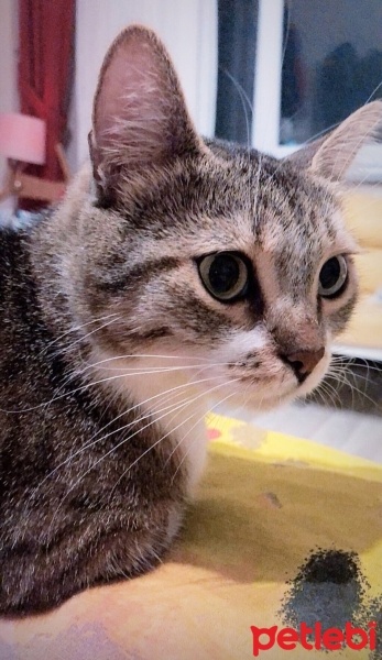 Tekir Kedi, Kedi  Bıdık? fotoğrafı