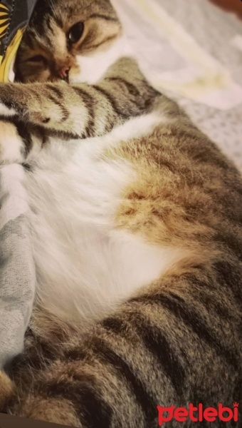 Tekir Kedi, Kedi  Bıdık? fotoğrafı