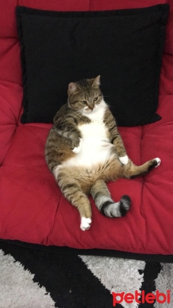 Tekir Kedi, Kedi  Bıdık? fotoğrafı