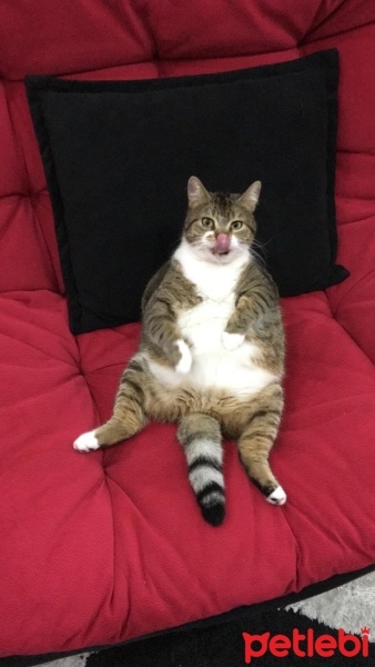 Tekir Kedi, Kedi  Bıdık? fotoğrafı
