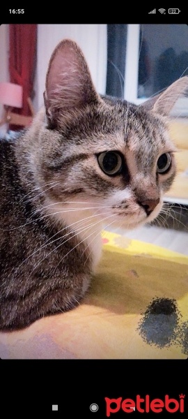 Tekir Kedi, Kedi  Bıdık? fotoğrafı