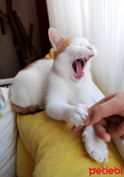 Sarman, Kedi  Pamuk fotoğrafı