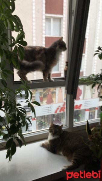 Tekir Kedi, Kedi  Boncuk fotoğrafı