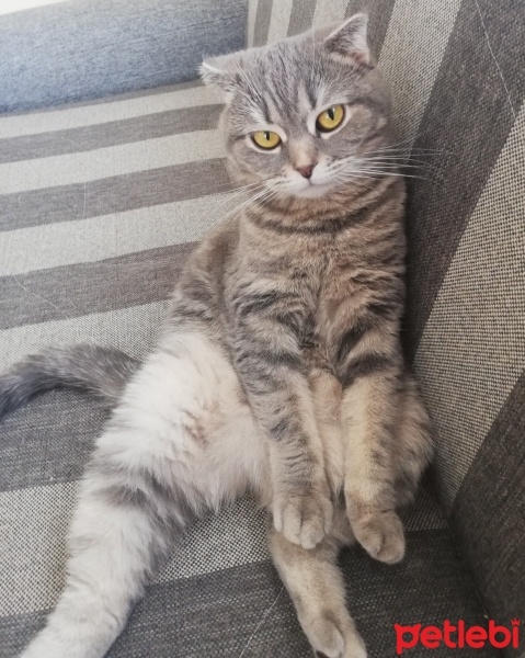 Scottish Fold, Kedi  Zeytin fotoğrafı