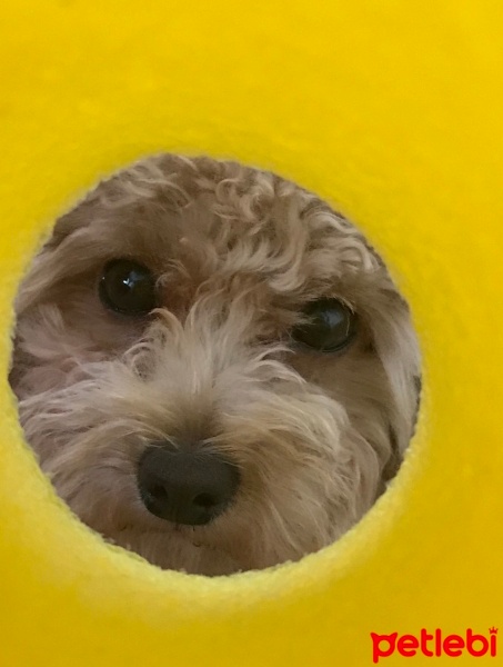 Poodle (Minyatür Kaniş), Köpek  Mila fotoğrafı