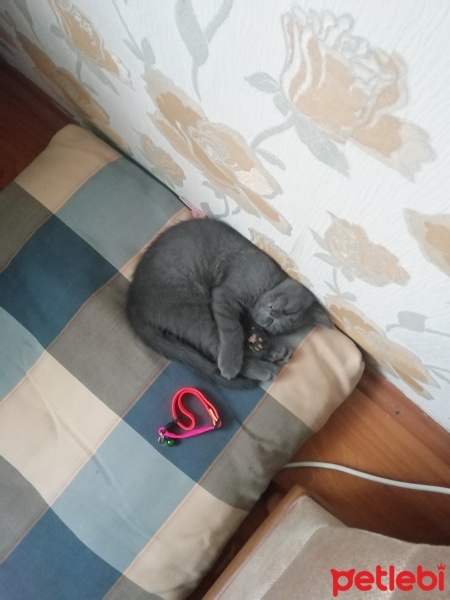 British Shorthair, Kedi  Gümüş fotoğrafı