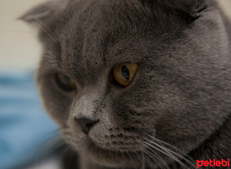Scottish Fold, Kedi  Şakir fotoğrafı