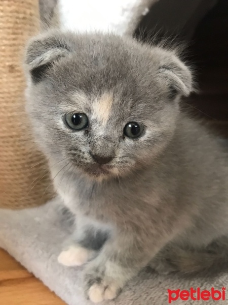 Scottish Fold, Kedi  İrmik fotoğrafı