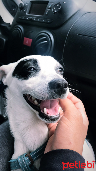 Jack Russell Terrier, Köpek  Fino fotoğrafı