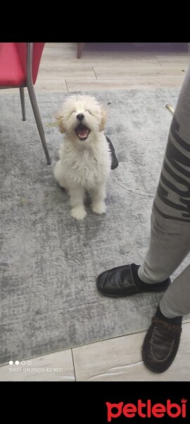 Maltese, Köpek  Odie fotoğrafı