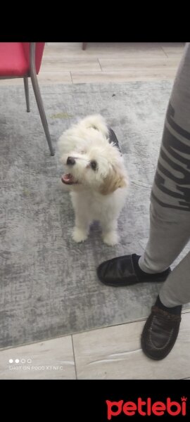 Maltese, Köpek  Odie fotoğrafı