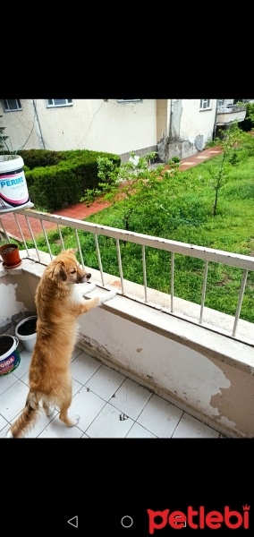 Golden Retriever, Köpek  Leydi fotoğrafı