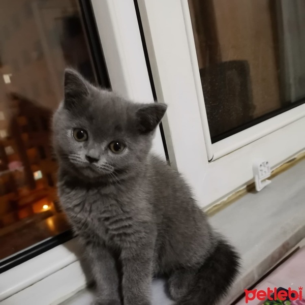 British Shorthair, Kedi  Duman fotoğrafı