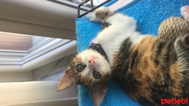 American Wirehair, Kedi  İnci fotoğrafı