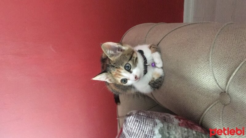 American Wirehair, Kedi  İnci fotoğrafı