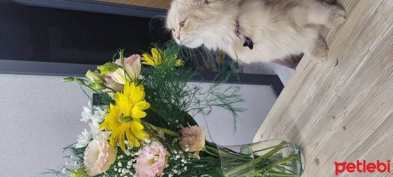Chinchilla, Kedi  Hera fotoğrafı