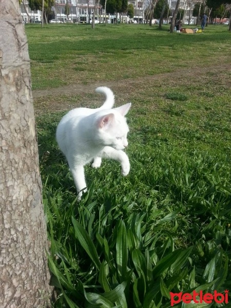Van Kedisi, Kedi  Minnak fotoğrafı