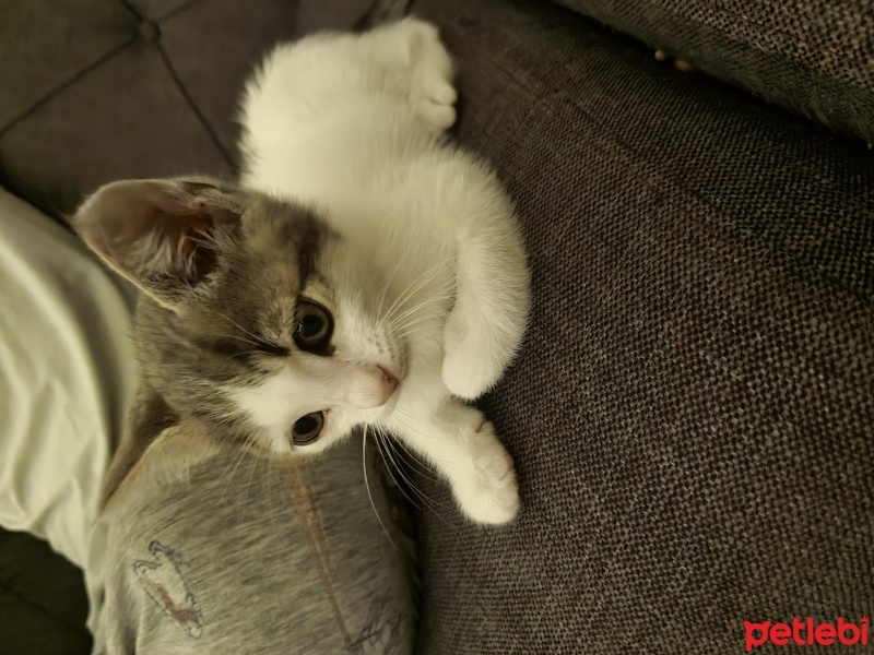 Tekir Kedi, Kedi  Bala &Samsa fotoğrafı