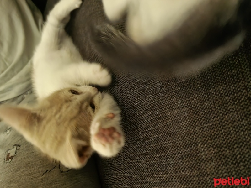 Tekir Kedi, Kedi  Bala &Samsa fotoğrafı