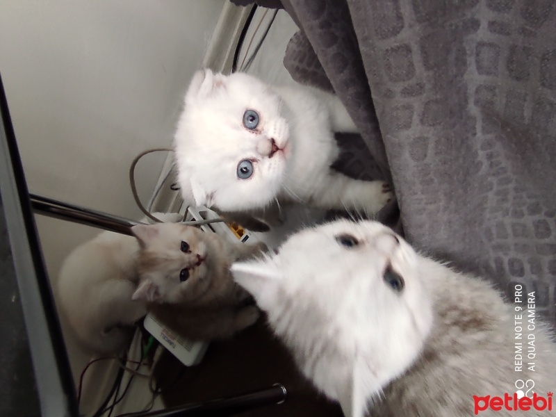 Scottish Fold, Kedi  Pamuk fotoğrafı