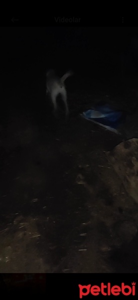 Kangal, Köpek  Badi fotoğrafı
