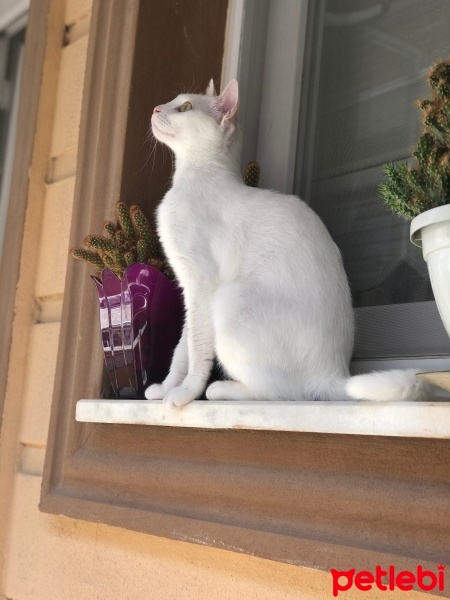 Ankara Kedisi, Kedi  Pekmez fotoğrafı