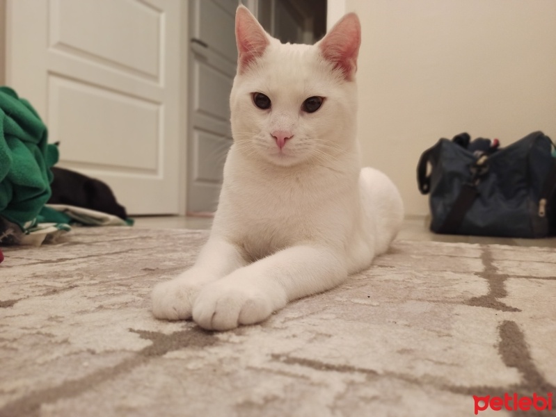 Tekir Kedi, Kedi  Loni fotoğrafı