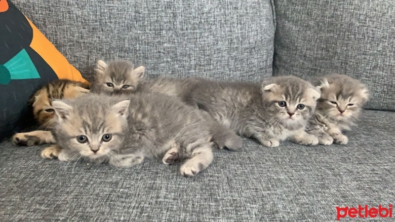 Scottish Fold, Kedi  Sütlaç fotoğrafı