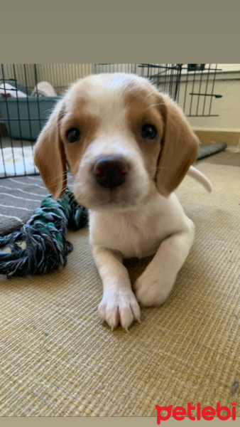 Beagle, Köpek  Venüs fotoğrafı