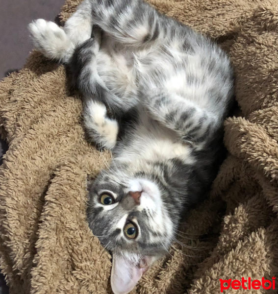 Tekir Kedi, Kedi  Fondü fotoğrafı