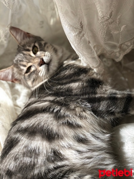 Tekir Kedi, Kedi  Fondü fotoğrafı