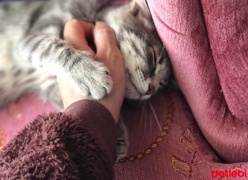 Tekir Kedi, Kedi  Fondü fotoğrafı