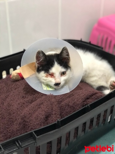 Tekir Kedi, Kedi  Jack fotoğrafı