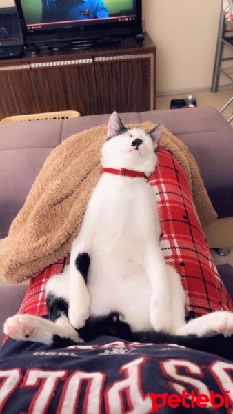 Tekir Kedi, Kedi  Jack fotoğrafı