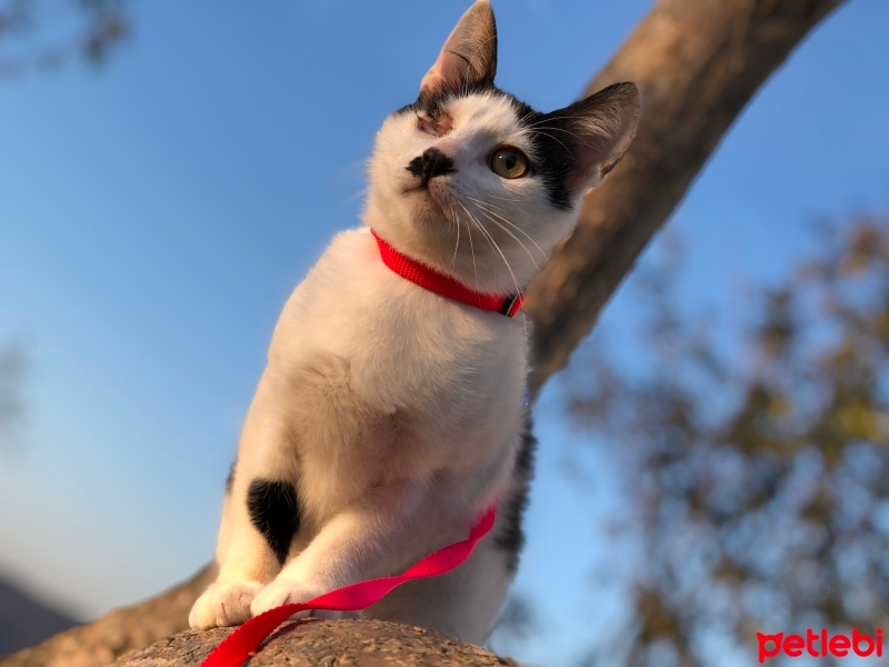 Tekir Kedi, Kedi  Jack fotoğrafı