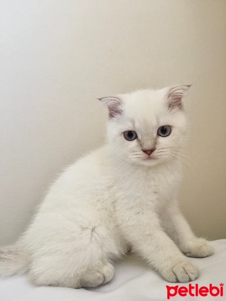 Scottish Fold, Kedi  Scotish Straight fotoğrafı