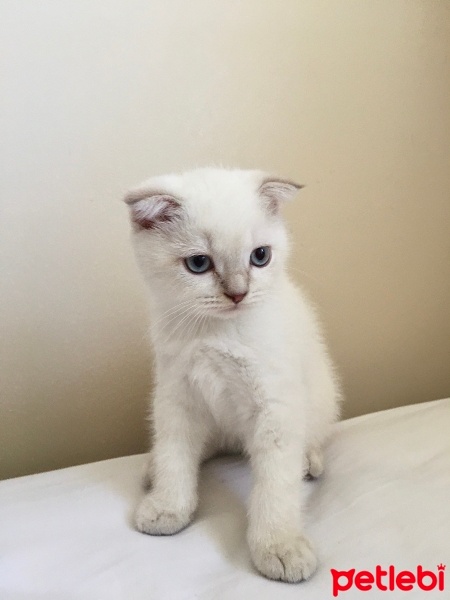 Scottish Fold, Kedi  Scotish Straight fotoğrafı