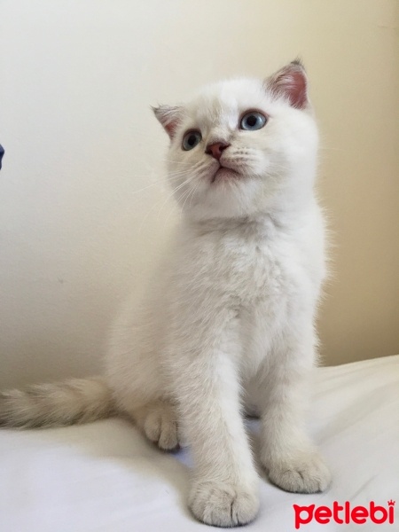 Scottish Fold, Kedi  Scotish Straight fotoğrafı
