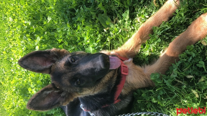 Alman Çoban Köpeği, Köpek  ARMİN fotoğrafı