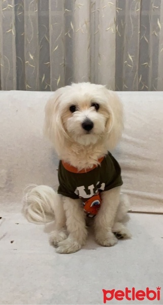 Maltese, Köpek  CHİCO fotoğrafı