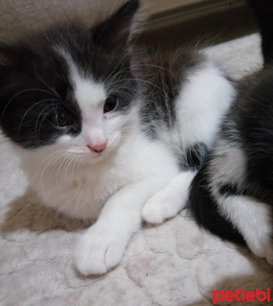 Tekir Kedi, Kedi  Pamuk fotoğrafı