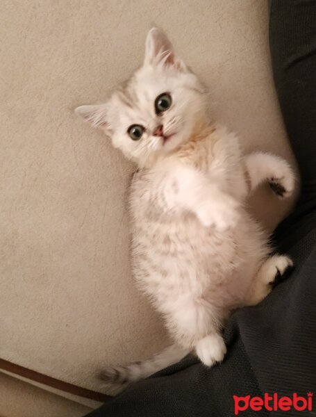 British Shorthair, Kedi  Recai fotoğrafı