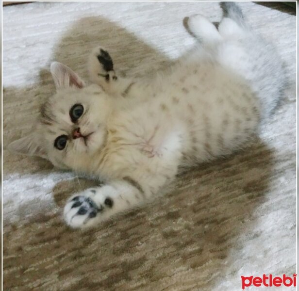 British Shorthair, Kedi  Recai fotoğrafı