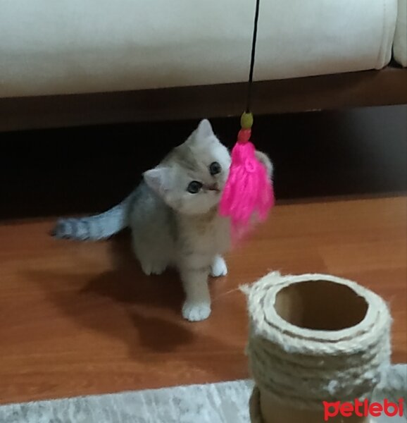 British Shorthair, Kedi  Recai fotoğrafı