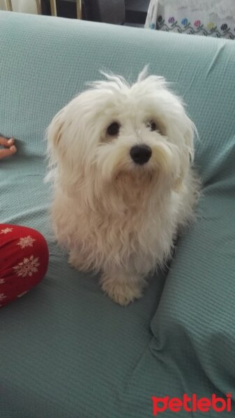 Maltese, Köpek  İce fotoğrafı