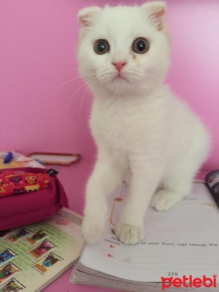 Scottish Fold, Kedi  Barfi fotoğrafı