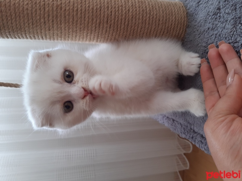 Scottish Fold, Kedi  Barfi fotoğrafı